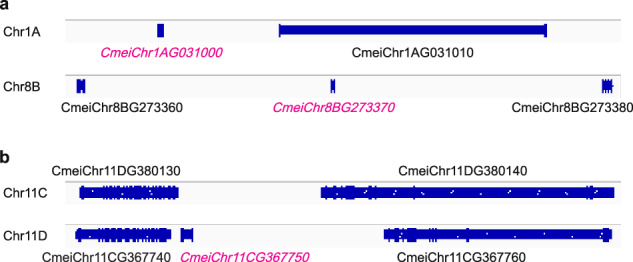 Haplotype-resolved genome assembly of the tetraploid Youcha tree Camellia meiocarpa Hu.