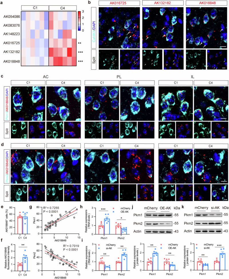 Author Correction: Postsynaptic lncRNA Sera/Pkm2 pathway orchestrates the transition from social competition to rank by remodeling the neural ensemble in mPFC.