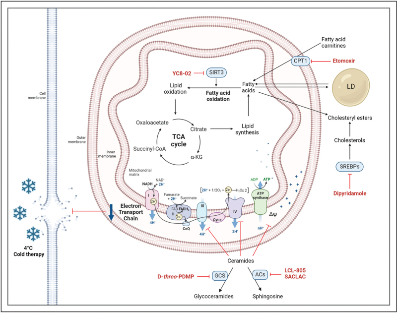 Unraveling lipid metabolism for acute myeloid leukemia therapy.