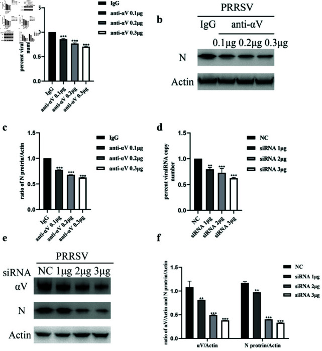 The NADC30-like PRRSV activates the integrin αV subunit to facilitate its entry into Marc-145 cells.