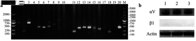 The NADC30-like PRRSV activates the integrin αV subunit to facilitate its entry into Marc-145 cells.
