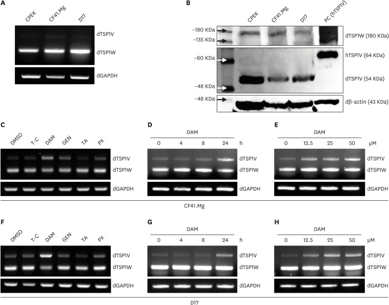 A novel thrombospondin-1 variant as a potential diagnostic biomarker and therapeutic target in canine mammary tumor and osteosarcoma cells.