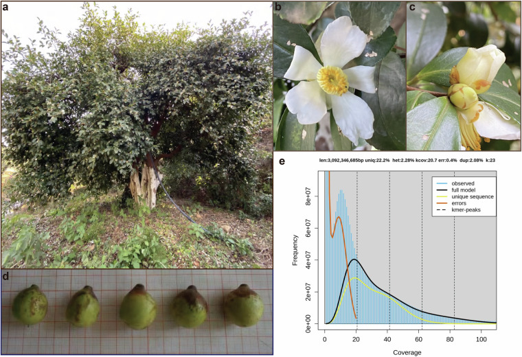 Haplotype-resolved genome assembly of the tetraploid Youcha tree Camellia meiocarpa Hu.