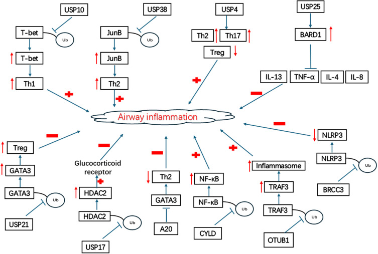 The Role of Ubiquitin-Proteasome System (UPS) in Asthma Pathology.