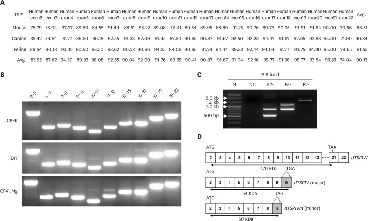 A novel thrombospondin-1 variant as a potential diagnostic biomarker and therapeutic target in canine mammary tumor and osteosarcoma cells.