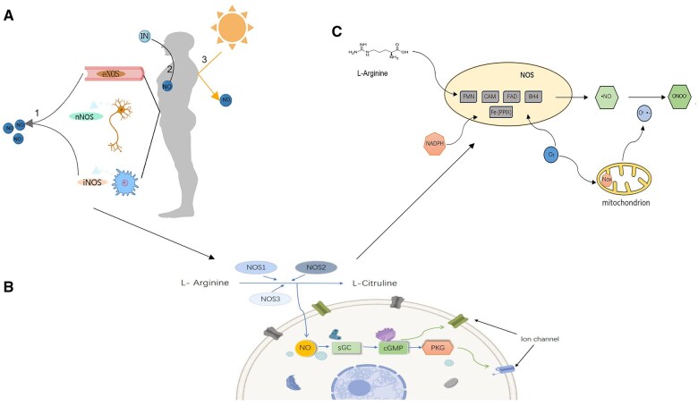 Reassessing the role of nitric oxide in the pathogenesis of sphincter of Oddi dysfunction.