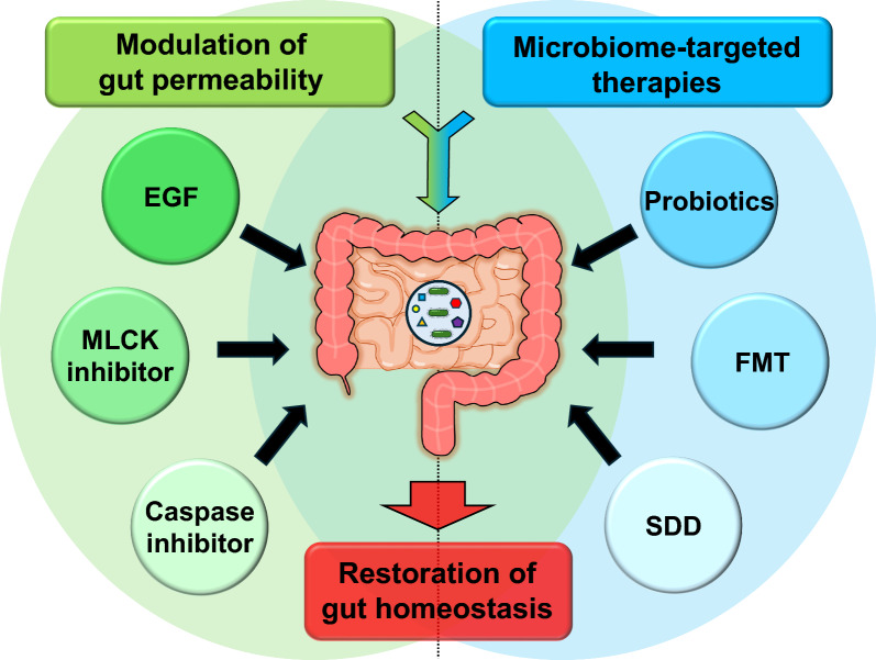 Gut integrity in intensive care: alterations in host permeability and the microbiome as potential therapeutic targets.