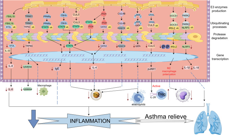 The Role of Ubiquitin-Proteasome System (UPS) in Asthma Pathology.