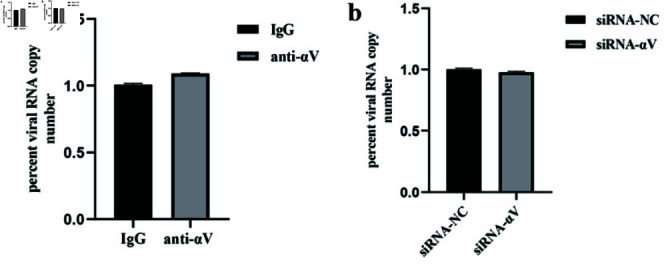 The NADC30-like PRRSV activates the integrin αV subunit to facilitate its entry into Marc-145 cells.