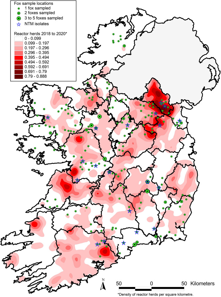 A survey of Irish red foxes (Vulpes vulpes) to establish the prevalence of Mycobacterium bovis.