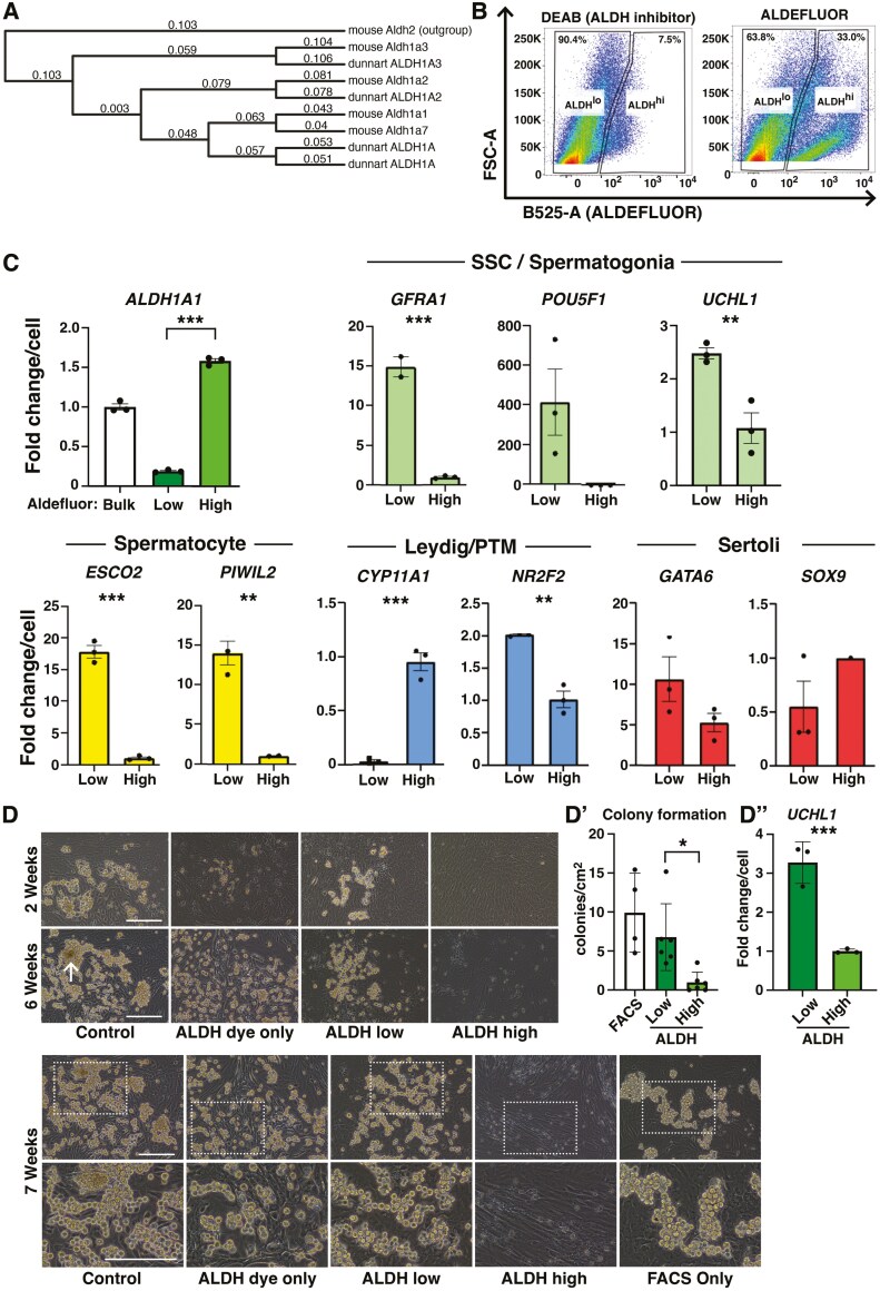 Enrichment of spermatogonial stem cells and staging of the testis cycle in a dasyurid marsupial, the fat-tailed dunnart.