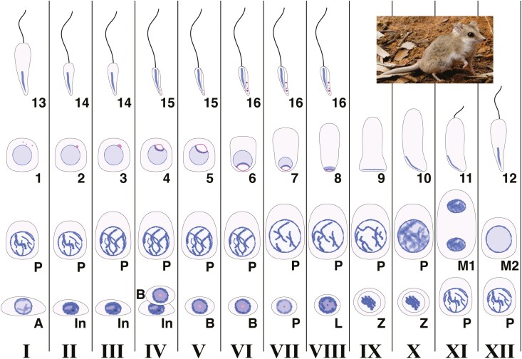 Enrichment of spermatogonial stem cells and staging of the testis cycle in a dasyurid marsupial, the fat-tailed dunnart.