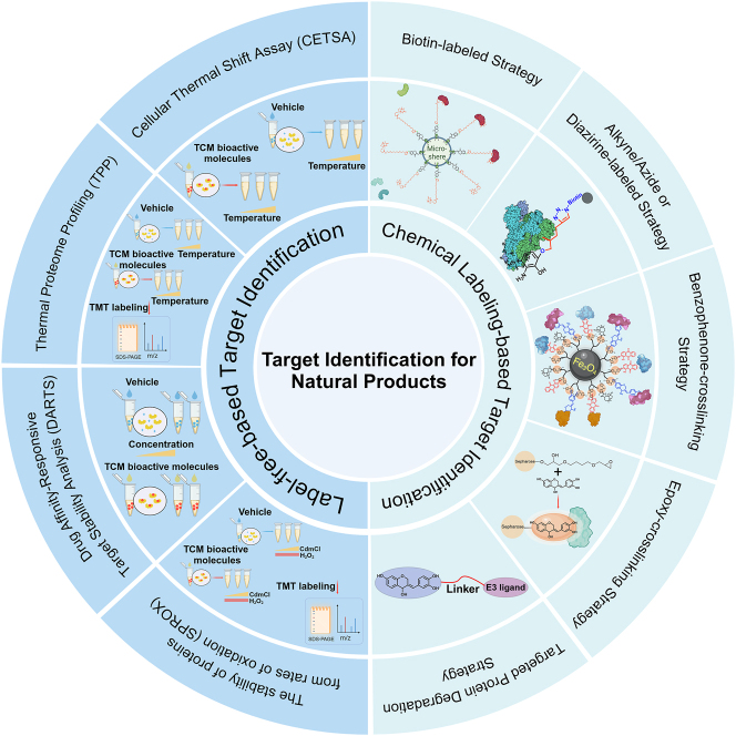 Target discovery-directed pharmacological mechanism elucidation of bioactive natural products.