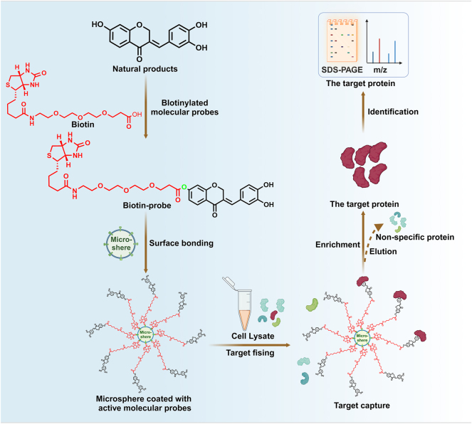 Target discovery-directed pharmacological mechanism elucidation of bioactive natural products.