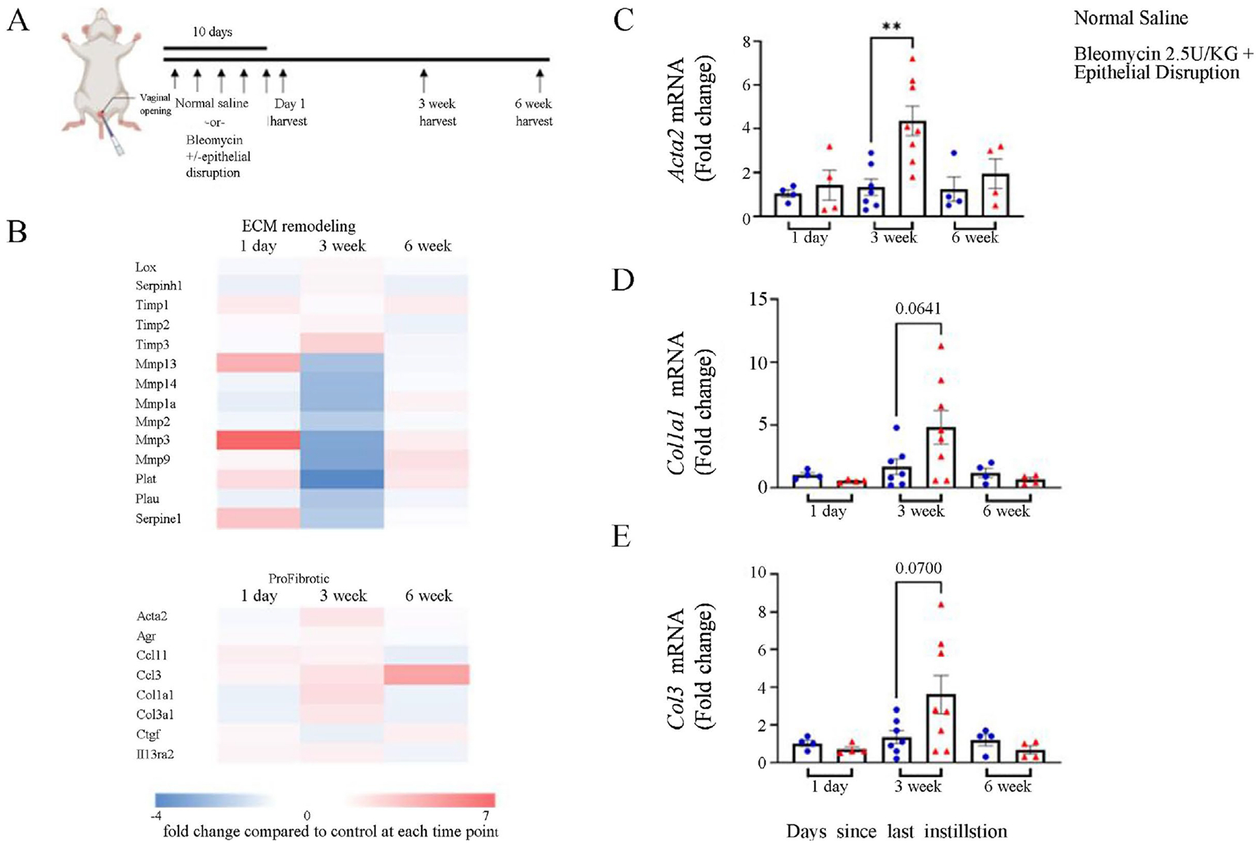 Unveiling Vaginal Fibrosis: A Novel Murine Model Using Bleomycin and Epithelial Disruption.