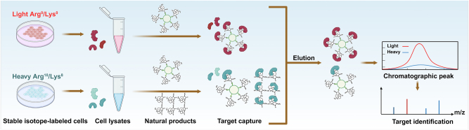 Target discovery-directed pharmacological mechanism elucidation of bioactive natural products.