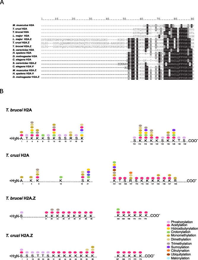 Trypanosomatid histones: the building blocks of the epigenetic code of highly divergent eukaryotes.