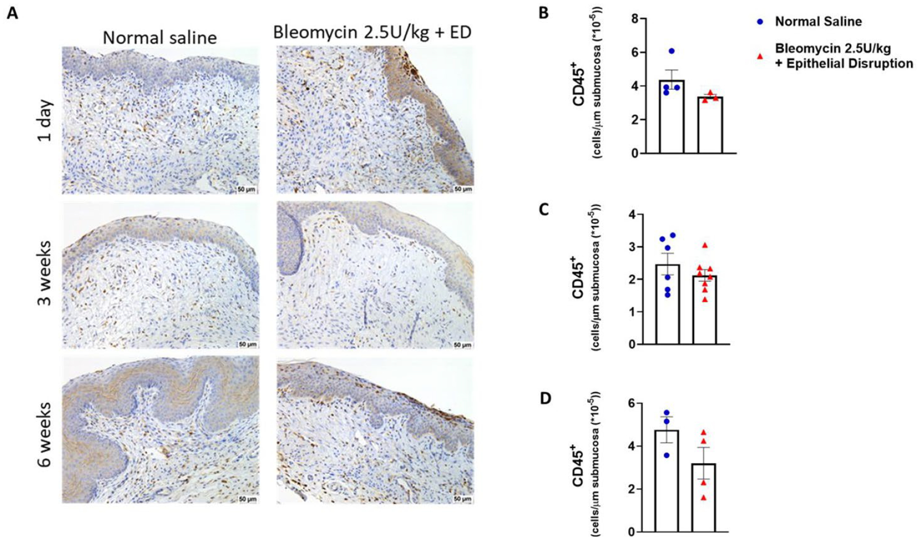 Unveiling Vaginal Fibrosis: A Novel Murine Model Using Bleomycin and Epithelial Disruption.