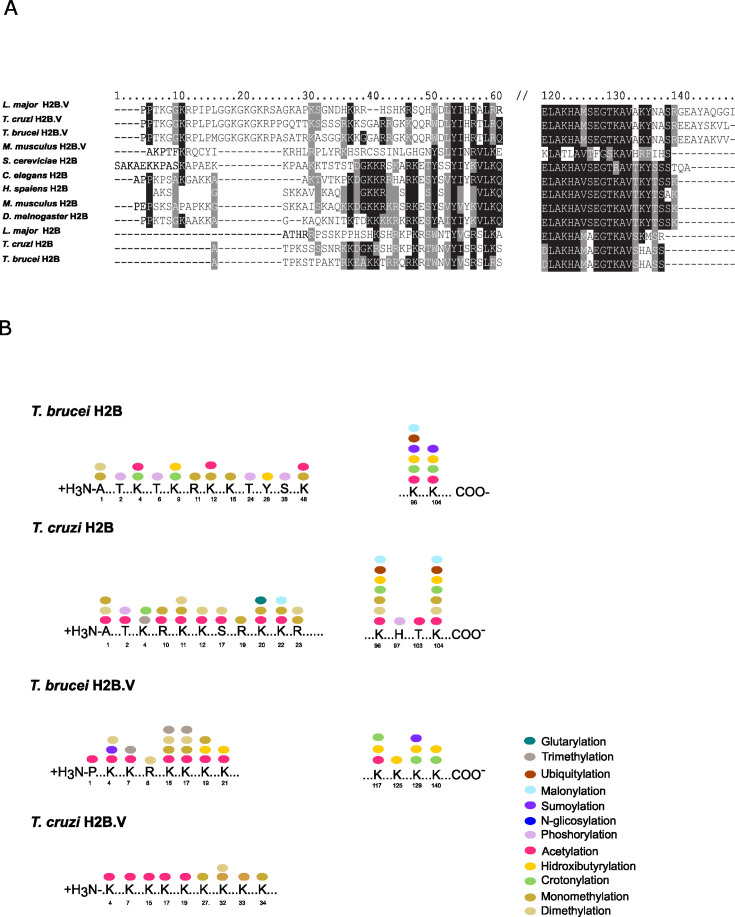 Trypanosomatid histones: the building blocks of the epigenetic code of highly divergent eukaryotes.