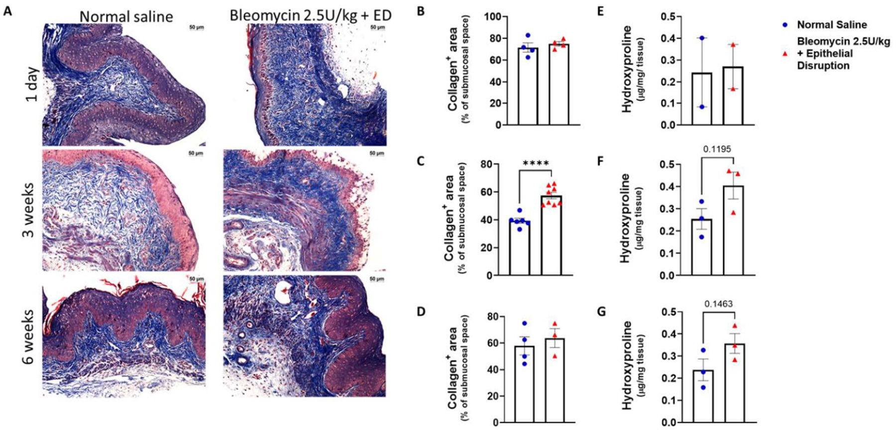 Unveiling Vaginal Fibrosis: A Novel Murine Model Using Bleomycin and Epithelial Disruption.