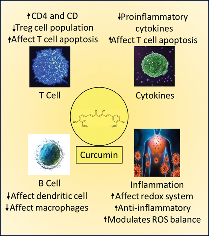 Unlocking Mysteries: Exploring the Dynamic Interplay Among Sleep, the Immune System, and Curcumin in Contemporary Research.
