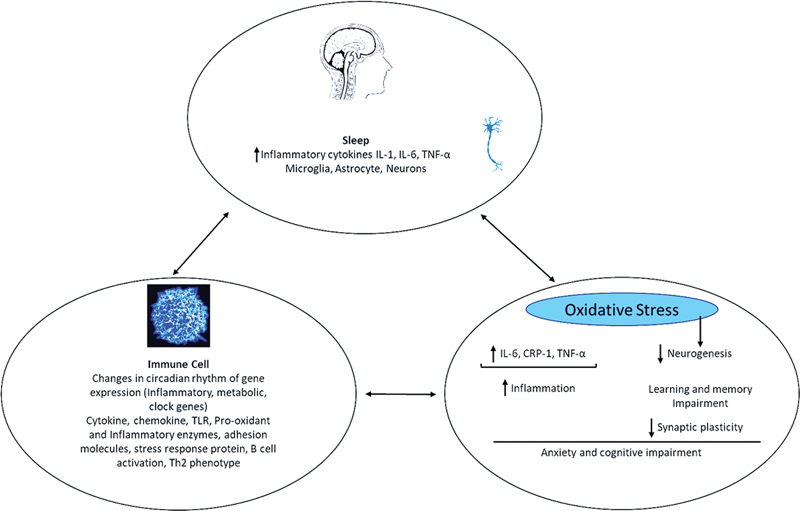 Unlocking Mysteries: Exploring the Dynamic Interplay Among Sleep, the Immune System, and Curcumin in Contemporary Research.