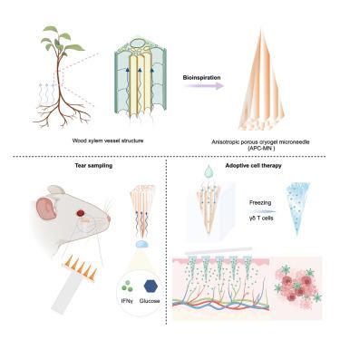 Microneedles with an anisotropic porous microstructure facilitate the transdermal delivery of small molecules, lipid nanoparticles, and T cells