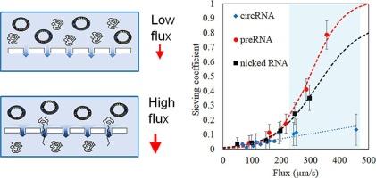 Purifying circular RNA by ultrafiltration