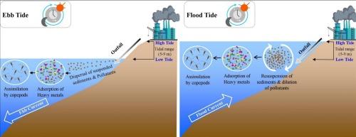Tidal control of heavy metal loading in the nearshore of the northwestern Indian coast