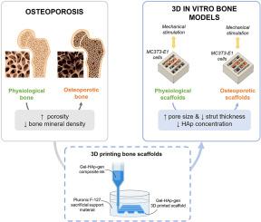 3D printed osteoporotic bone model validated in dynamic culture