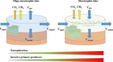 Invasive primary producers modulate carbon fluxes and associated carbon budgets in temperate shallow lakes