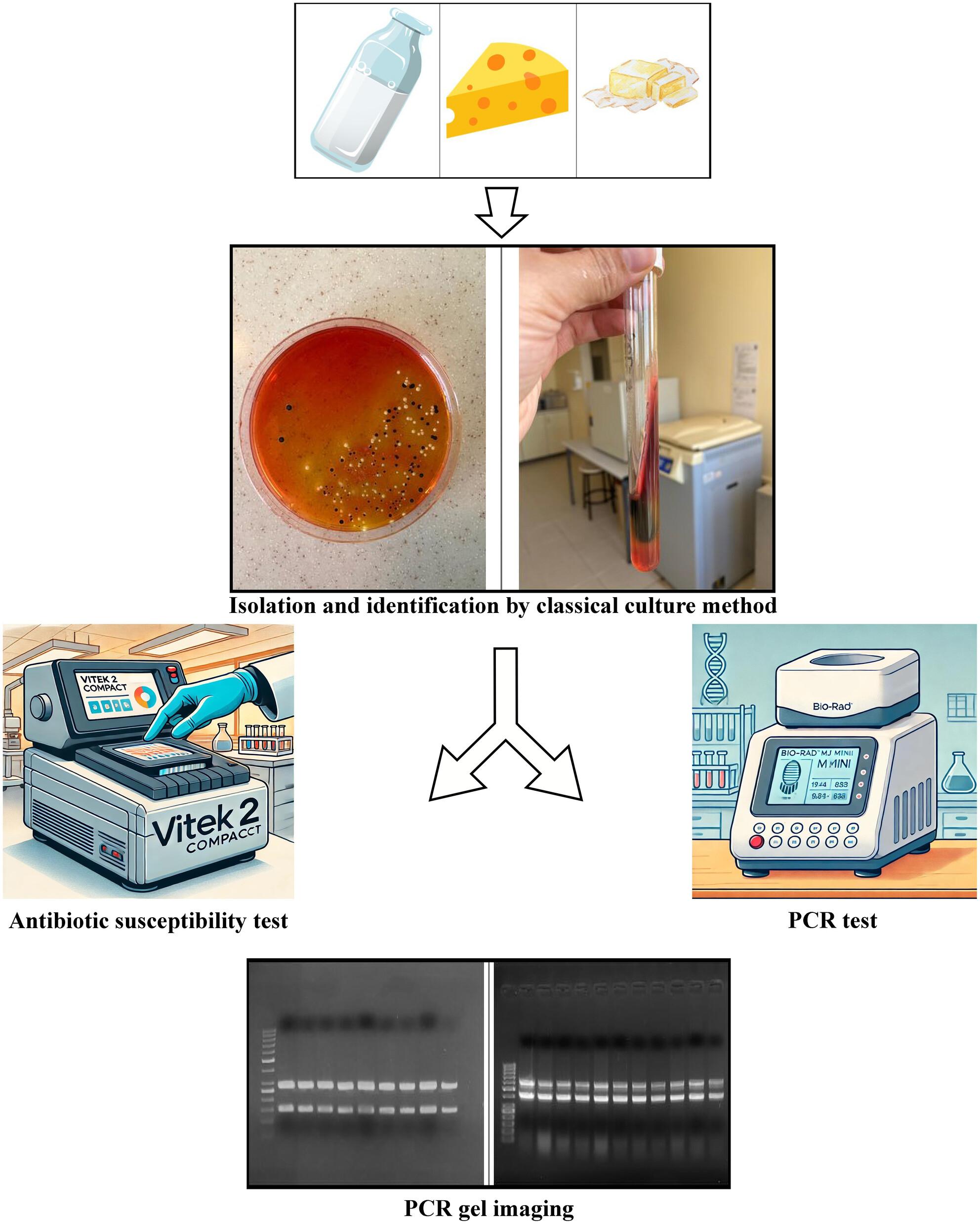 Determination of the presence of Salmonella spp., antibiotic resistance and virulence genes in milk and dairy products