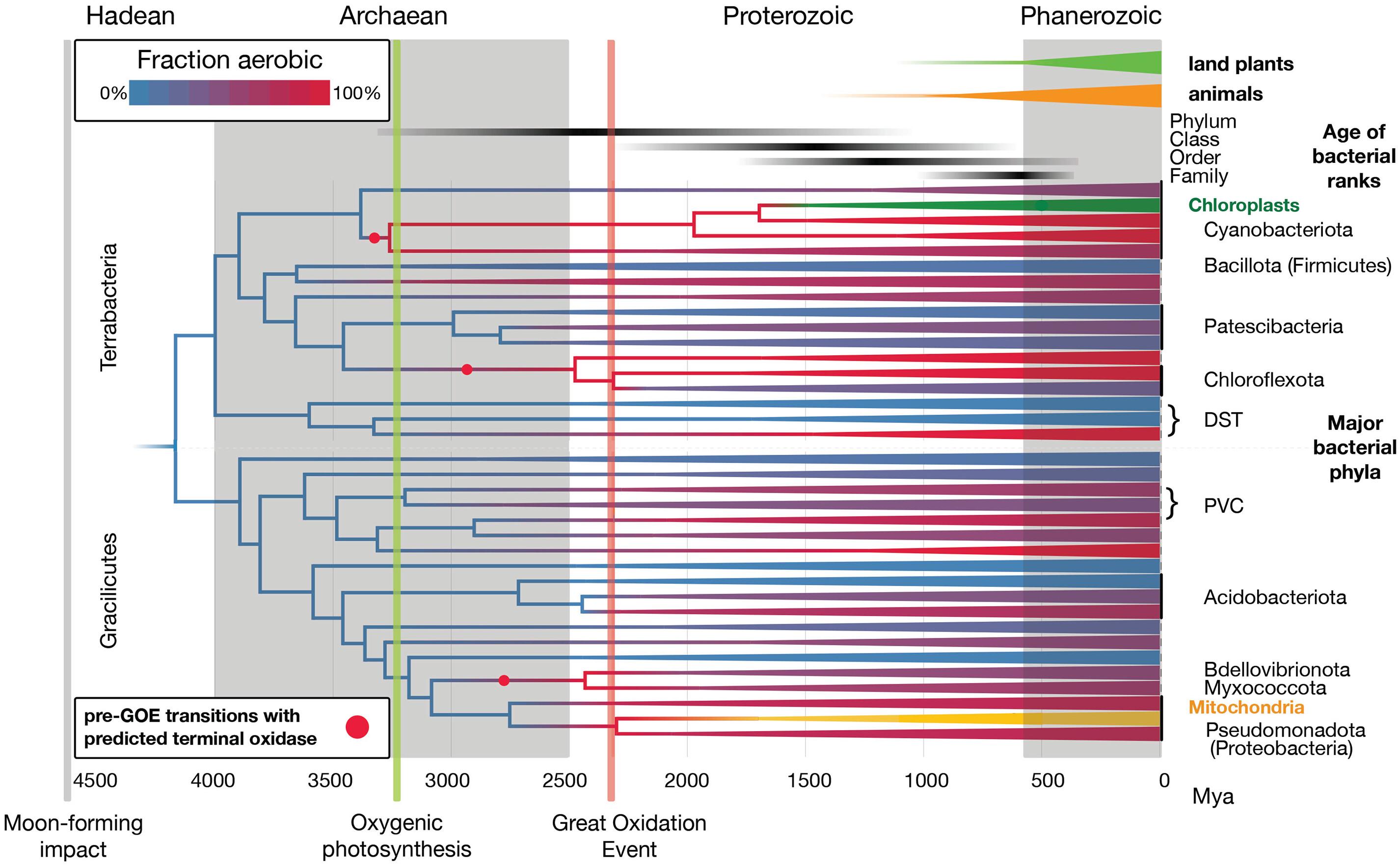 A geological timescale for bacterial evolution and oxygen adaptation