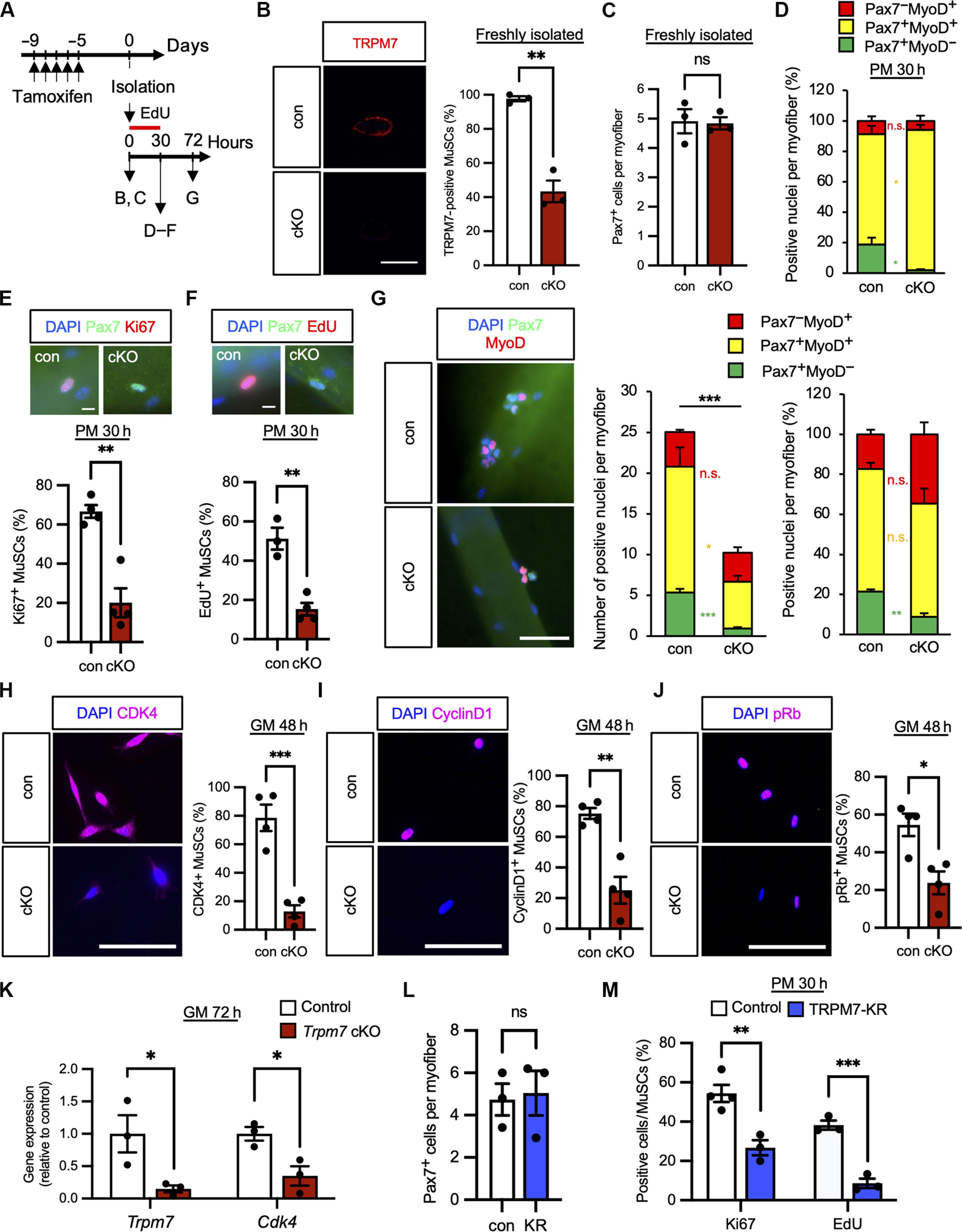 Mg2+ influx mediated by TRPM7 triggers the initiation of muscle stem cell activation