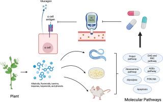 Harnessing phytochemicals to combat diabetes: Insights into molecular pathways and therapeutic advances