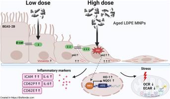 In vitro effects of aged low-density polyethylene micro(nano)plastic particles on human airway epithelial cells