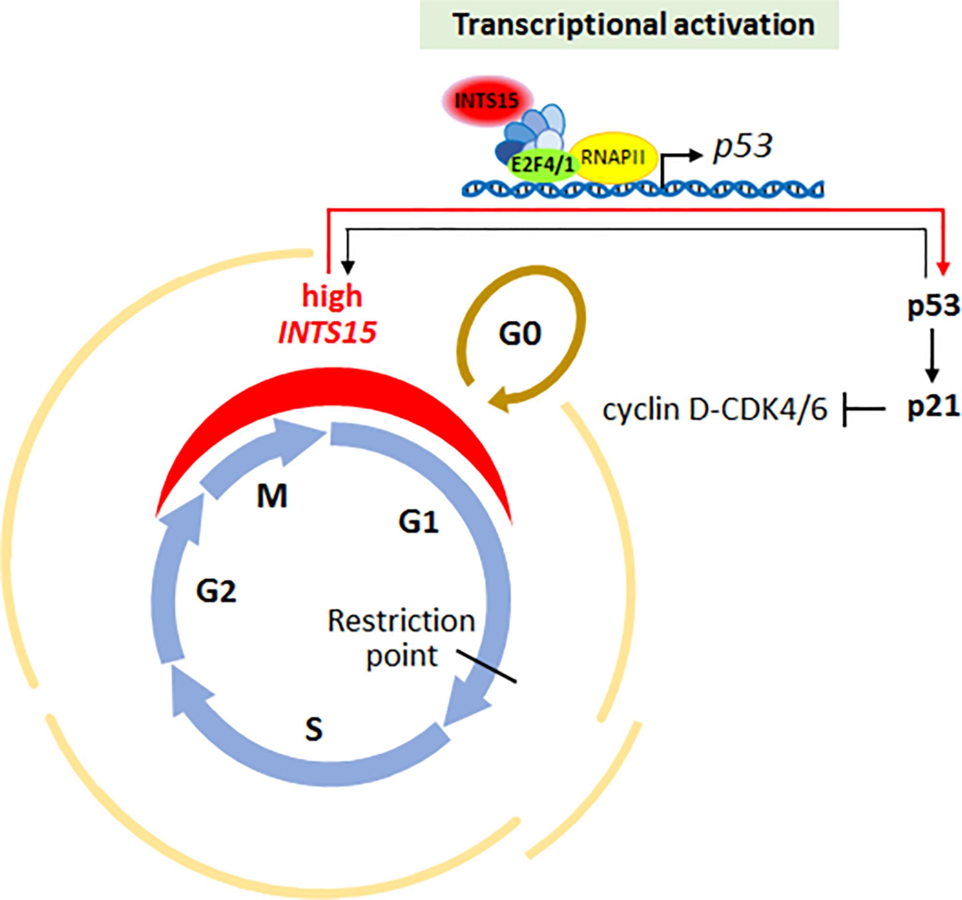 INTS15, A Subunit of the Integrator Complex, Plays a Key Regulatory Role in Cell Cycle and Differentiation