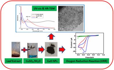 Phytochemical Mediated Synthesis of CuO Nanoparticles and Its Evaluation for Electrocatalytic Oxygen Reduction Reaction Activity