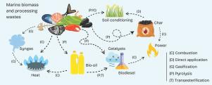 Waste-to-energy from marine biomass and processing wastes: A review