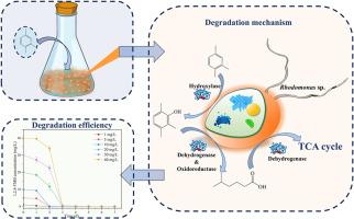 Biodegradation of 1,2,4-trimethylbenzene in seawater using Rhodomonas sp. JZB-2: Performance, kinetics, and mechanism