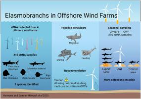 Elasmobranchs in offshore wind farms