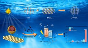Enhanced aquatic antibiotic removal via dual piezoelectric photocatalyst CdS/BiFeO3 S-scheme heterojunction: Mechanism, degradation pathway, and toxicity evaluation