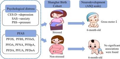 Maternal psychological distress modifies the association between prenatal exposure to per- and polyfluoroalkyl substances and infants' neurodevelopment