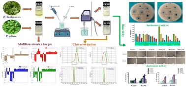 Preparation of nanoemulsions from Elsholtzia kachinensis and Elsholtzia ciliata essential oils via ultrasonic homogenization and their antibacterial and anticancer activities†
