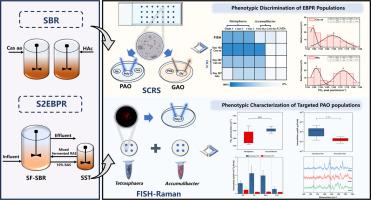 Phenotypic discrimination and characterization of microbial populations in enhanced biological phosphorus removal using single-cell raman spectroscopy-based methods