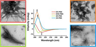 Charge and length dependent build-up of environment sensitive lamellin β-peptides†