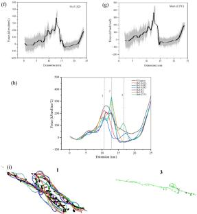 Deciphering the sequence-dependent unfolding pathways of an RNA pseudoknot with steered molecular dynamics