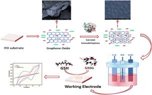 Enzyme-immobilized graphene oxide-based electrochemical biosensor for glutathione detection
