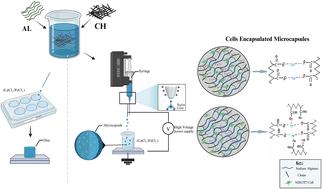 Fabrication of cell-laden hydrogel microcapsules of alginate and chitin fibrils using divalent and trivalent metal ions
