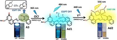 Coumarin–naphthalene conjugate for rapid optical detection of OCl− and Y3+ in a cascade manner: combined experimental and theoretical studies†